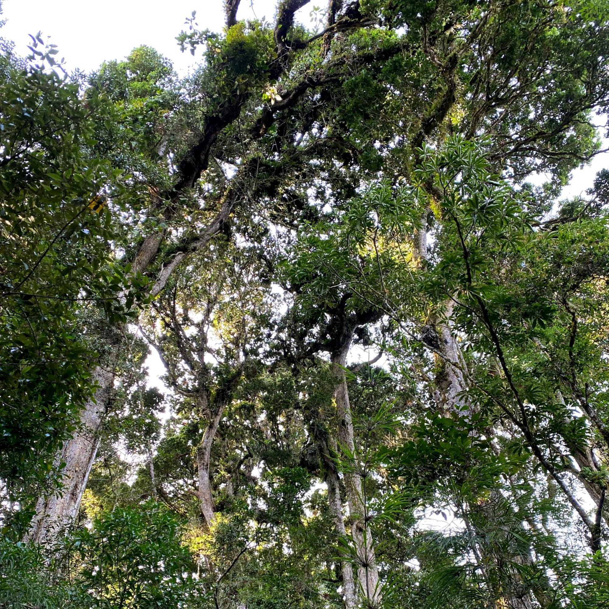 Cabana Anturios San José Esterno foto